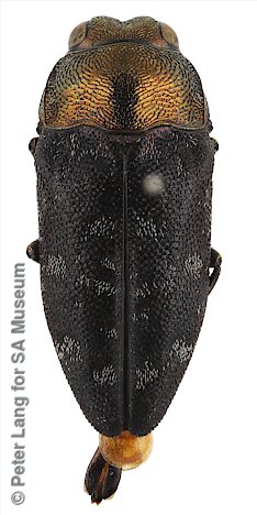 Diphucrania cupreola, SAMA 25-18341-4, male, paratype, FR, photo by Peter Lang for SA Museum, 6.9 × 2.9 mm